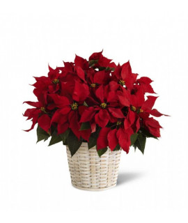 Poinsettia Rouge